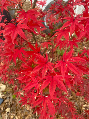 Mystery Japanese Maple Bundle - Maple Ridge Nursery